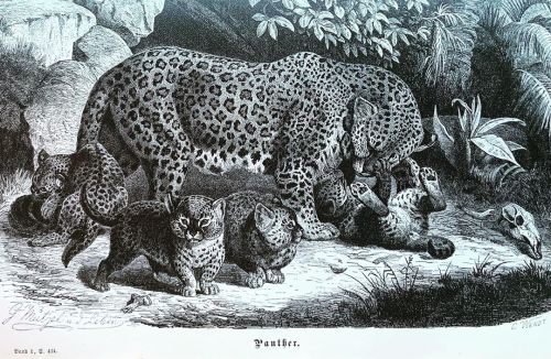 We’re going with a big cat for our last Feline Friday post of the year. A “panther” from the ten-vol