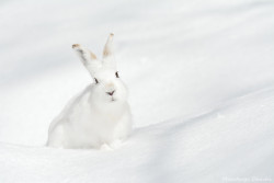 llbwwb:  For the bunny lovers:)  (via 500px / Plump cheeks by Masatsugu Ohashi)