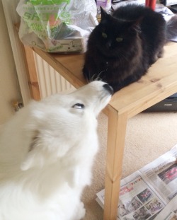 cloudthesamoyed:  in which kitty wants nothing to do with cloud but cloud just loves him too much and gives him a hug… 