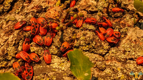 Firebug (aggregation) - Pyrrhocoris apterusValentine’s Day may have been yesterday, but we can still