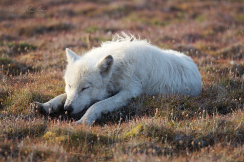 earthporn-org: Arctic wolf having a nap at CFS Alert