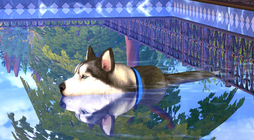 I Call This: Doggo Does A SplooshFeaturingSiberian HuskyMakeover By The Amazing Creator @blue-ancoliaIf