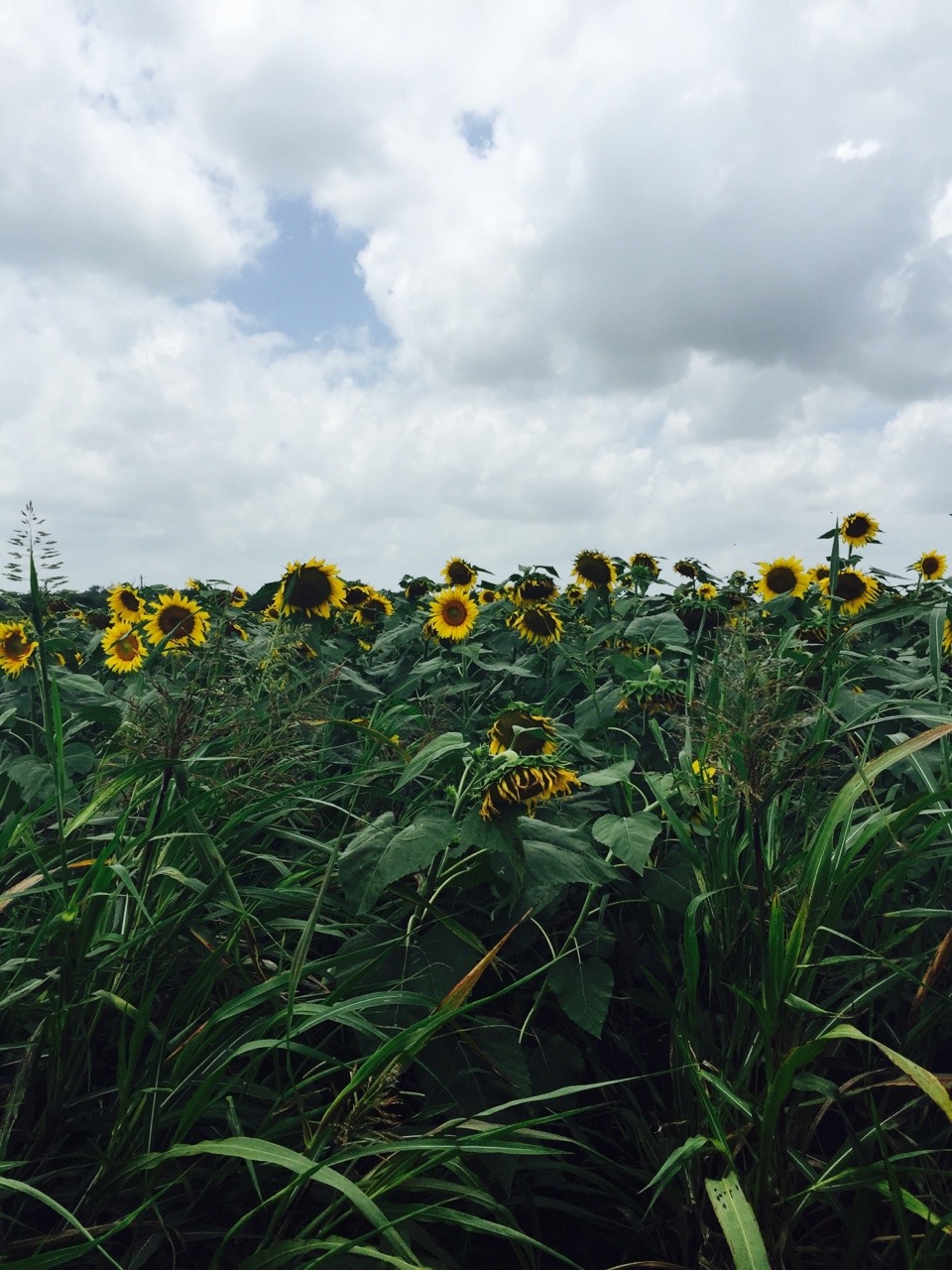 whatsoeverthing:  Sunflower field today