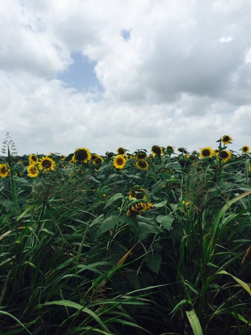 whatsoeverthing:Sunflower field today