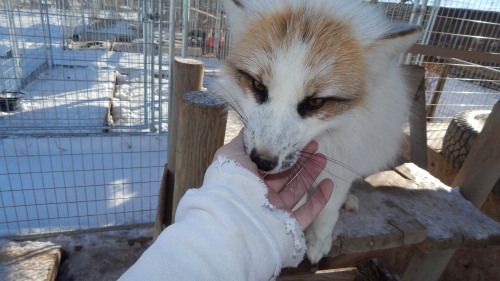 If there’s one thing I love about foxes, among other things, is how fluffy they get in the winter, e