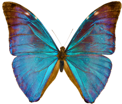 transparent-flowers:  Morpho Aurora butterfly. 