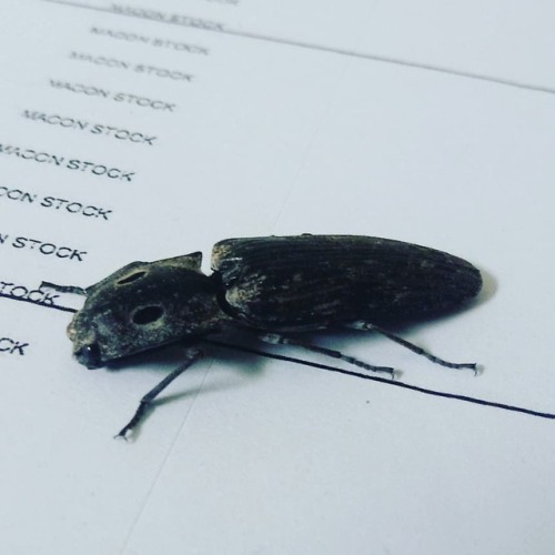 Eastern eyed click beetle my co worker almost had a heart attack upon discovering. Feeds on nectar, 