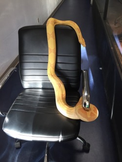 taysanimaladventures: taysanimaladventures: We got new sssssecretary. He’s doing a good job. Hi guys, I know this is a long shot but…This snake has gone missing and even though he’s a known escape artist we think he was stolen. If you see any postings