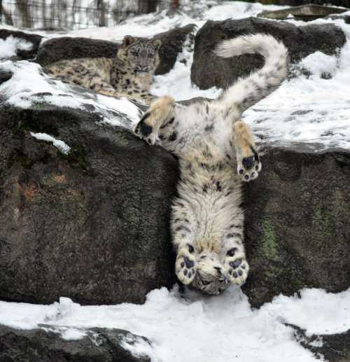 thecutestofthecute:  Here are some animals that are excited about the snow more then some of us are. 
