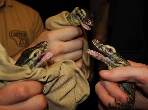 ceruleancynic: naamahdarling: rate-my-reptile: sundarsunya: Juvenile Komodo Dragon (Varanus komodoen