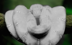 totallytransparent:  Semi Transparent Snake