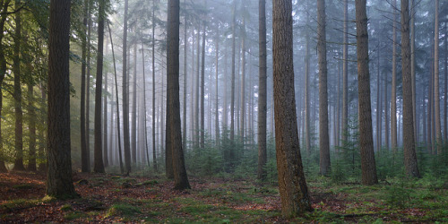 A Forest by Rene Mensen on Flickr.