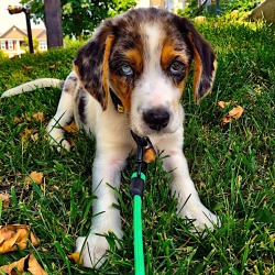 awwww-cute:  Took home little Banjo yesterday! (Source: http://ift.tt/1IAgvvF)  ♡♡♡ those eyes!