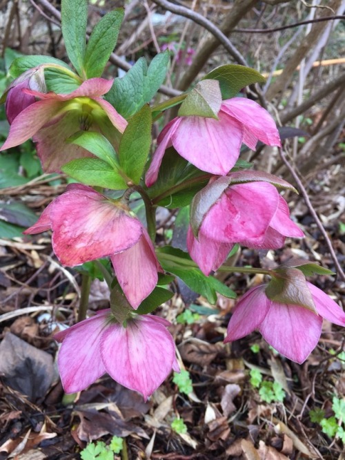 5-and-a-half-acres:Various hellebores.