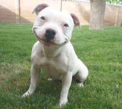 earthmoth:  vagiants:  I never get tired of this  THIS PUPPY IS ACTUALLY SMILING