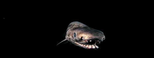 giffingsharks:  The Frilled shark has been called everything from a “sea serpent”