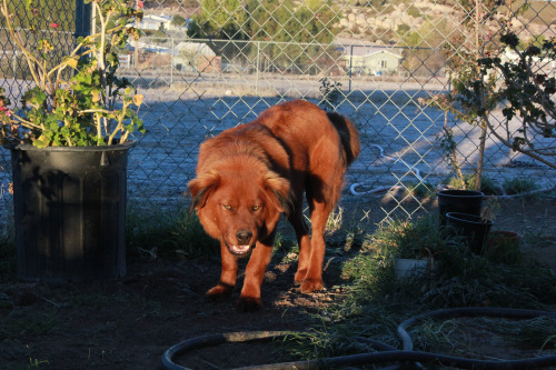 fooposts:  Humphrey - Chow.Retriever.Rottie He’s basically a bunny inside a hellhound body.  