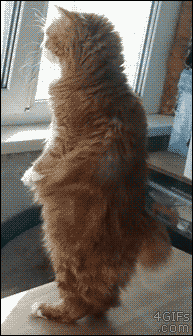 Birdwatching