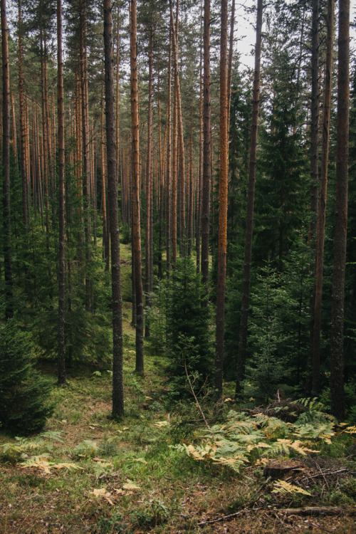 noisiaz:“In the woods. Yundola, Bulgaria” by Zlatina Tochkova (noisiaz)