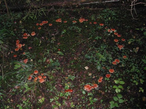 transylmania: A fairy ring, also known as fairy circle, elf circle or elf ring