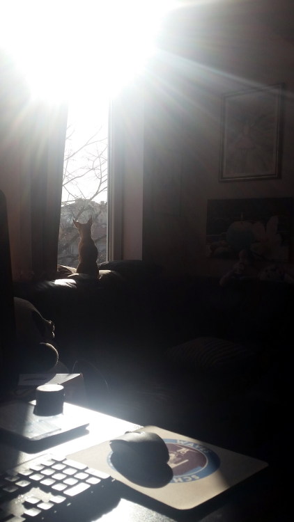 My dog is blessed by the sun