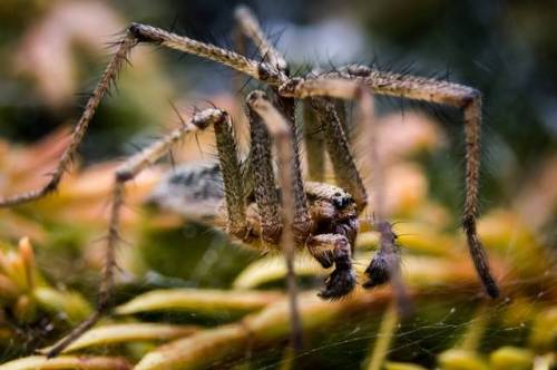 [OC] Spider from my garden [4912x3264]