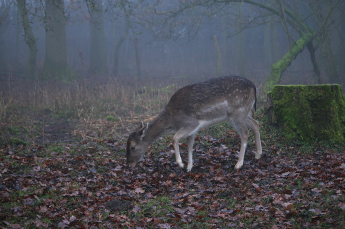 90377: Foggy memories of January by @90377 Instagram | Etsy shop