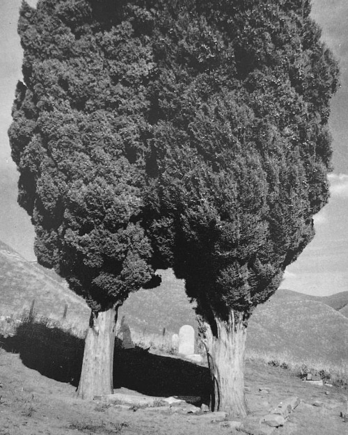 equatorjournal: Ansel Adams, Poplars, Mount Diablo, 1960. From the book “Singular images”, 1974. “An