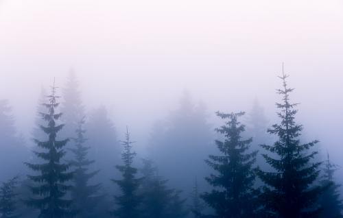 expressions-of-nature: Misty Forest, Finland by Joakim Honkasalo