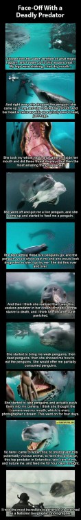 doloresd3:  Nat geo photographer faces off with deadly leopard seal