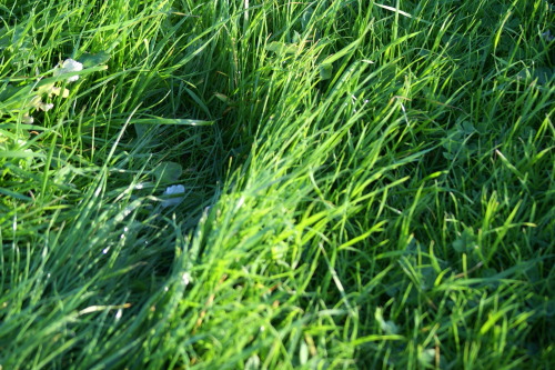 flooded paddocks