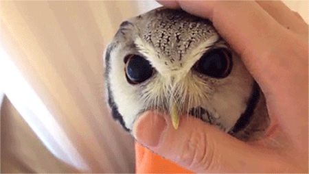 huffpostworld:  This dedicated little owl from the mountains of Tokyo has big dreams.