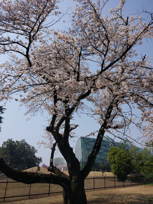 kvnai:Shinjuku Gyoen National Garden. Tokyo, Japan.