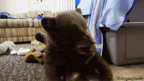 memator:  Can’t Bear to Sit Up http://ift.tt/1rX3Fx6 http://ift.tt/1AnXTFG 