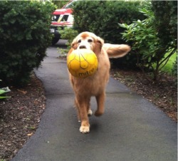 gudnam:  my dog found a ball during his walk