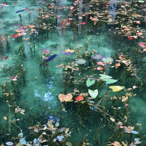 redlipstickresurrected:AFLO CO.LTD./Alamy - Monet’s Pond located in Seki City, Gifu Prefecture, Japa