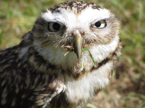 owls! - Baby, Turkmenian X Siberian eagle owl, 2 years old - Freddie, tawny owl, 7 years old - Annie