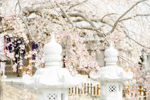 観音神社のしだれ桜