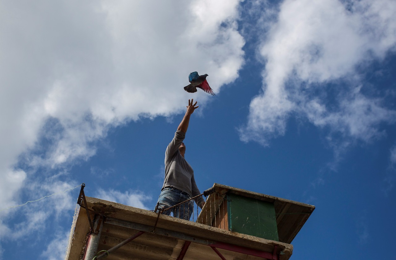 LA CRÍA DE PALOMAS. Los cielos de Cuba viven una guerra de conquista. Los combatientes se llaman “Azul Buchetu”, “Coliblanco”, “Cenizos de los huecos”, “Ripiado” y “El Mexicano” y campean por los aires mostrando sus pechos tornasolados o estirando...