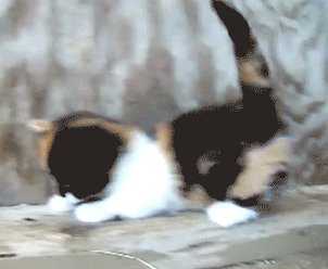  Photo http://ift.tt/1G6LXOa Reblogged from kitten-gif on Tumblr 