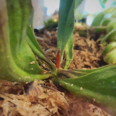 oarfjsh:my plant is growing a 