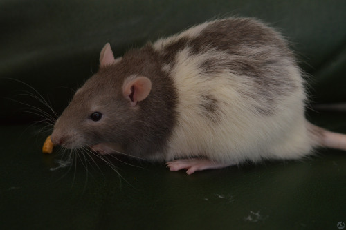 Splodge! Splodge belongs to dmf & is by far the cuddliest of the new boys :)
