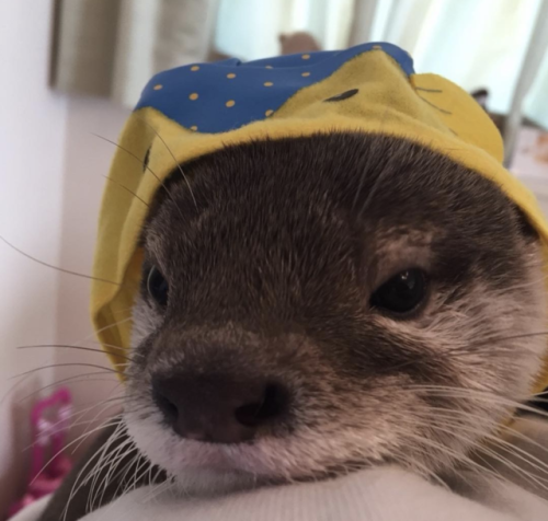 thingssthatmakemewet:  brebstick:  source: https://www.instagram.com/ponchan918/  Otters are so fckn cute!! I want one or two or 10 😍💖  Yessss, love otters! 