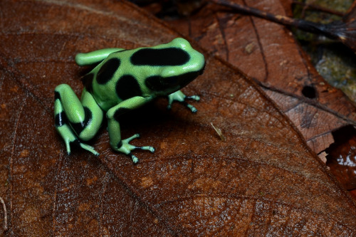 Green and black poison dart frog One of Costa Rica&rsquo;s 133 species of frog, this specimen wa