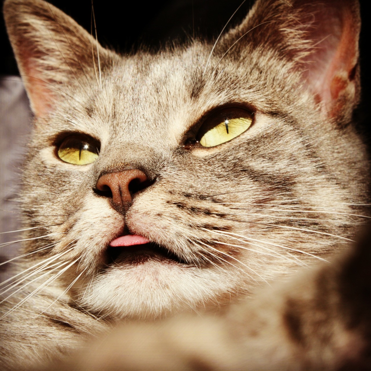 derpycats:  Kitty forgets to put her tongue back in sometimes :) 