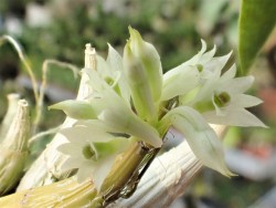 orchid-a-day:  Dendrobium constrictumSyn.: Dendrobium mimiense; Pedilonum minienseDecember 20, 2017 