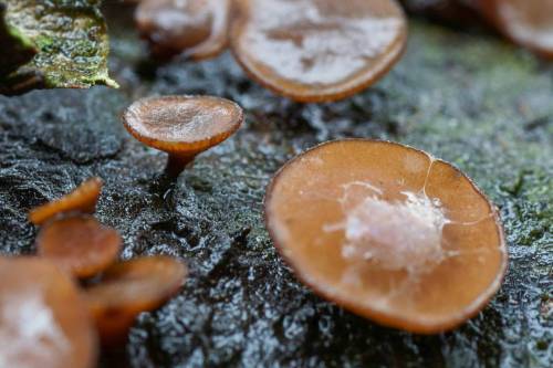Gren-brunskive Lat: Rutstroemia firma Please help me collect your local name for this mushroom. In t