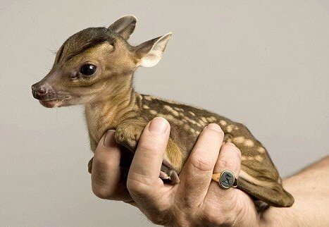 biology-online:Weighing around one kilogram (2.2 pounds) at birth the young Chinese water deer is ab