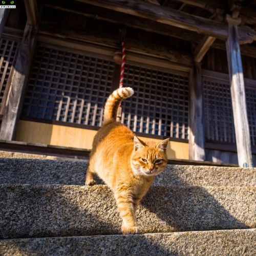 Orange Cat www.youtube.com/c/WeMeow #cat #cats #wemeow #meow #catlife #cutecat #catlove #lov