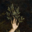 demian6